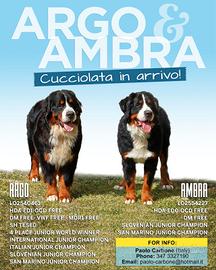 Cuccioli di Bovaro del Bernese con pedigree alta g
