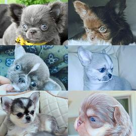 Chihuahua  LEGGI