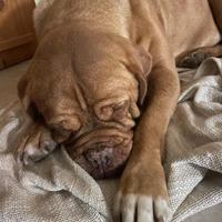Dogue de Bordeaux