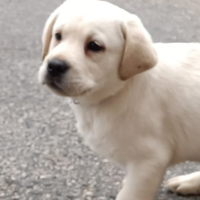 Cuccioli di labrador