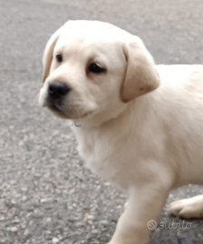 Cuccioli di labrador