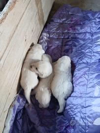 Cuccioli di pastore maremmano