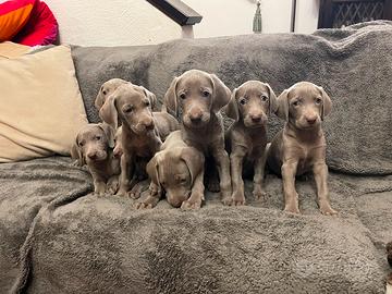 Bracco Weimaraner cuccioli ( pubblicità il segug