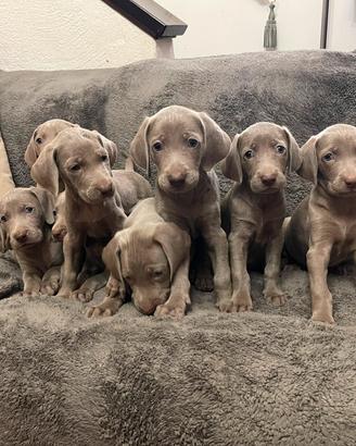 Bracco Weimaraner cuccioli ( pubblicità il segug