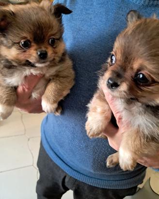 Cuccioli spitz
