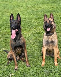 Cuccioli di pastore belga malinois