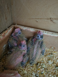 Calopsite allevati a mano