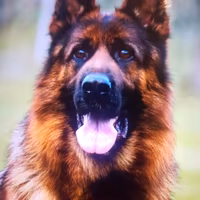 Domestico Dog sitter tuttofare 