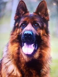 Domestico Dog sitter tuttofare 
