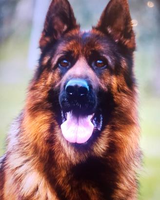 Domestico Dog sitter tuttofare 