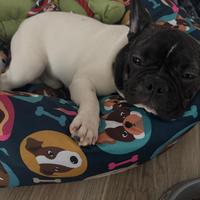 Bull dog francese