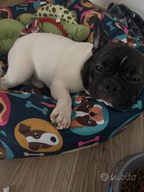 Bull dog francese