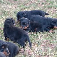Cuccioli fi rottweiler nato il 15 di maggio