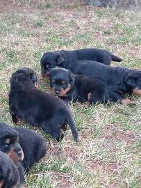 Cuccioli fi rottweiler nato il 15 di maggio