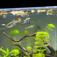 Guppy femmine