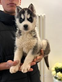 Siberian guidi con pedigree enci