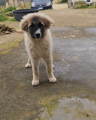 Cucciola da guardia