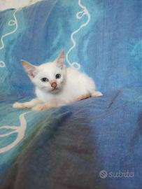 Gattini simil Siamesi