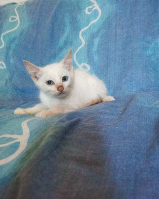 Gattini simil Siamesi