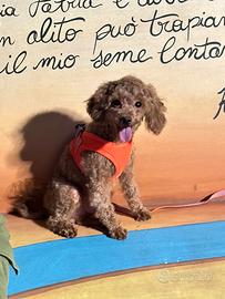 Barboncino toy con pedigree enci di un anno
