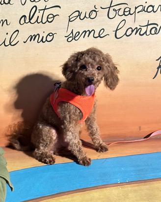 Barboncino toy con pedigree enci di un anno