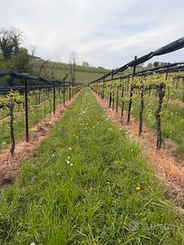 Reti antigrandine vigneto