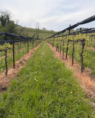 Reti antigrandine vigneto