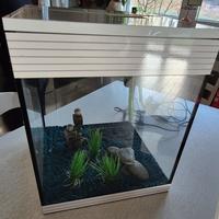 acquario askoll 
