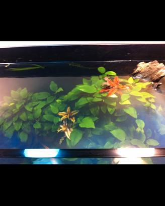 Acquario