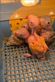 Parrocchetti dal collare allevati a mano - varie m
