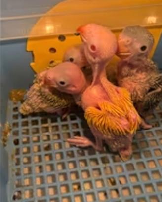 Parrocchetti dal collare allevati a mano - varie m