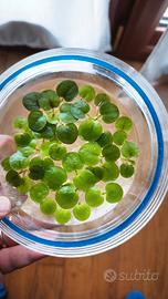 Limnobium / Frogbit 1