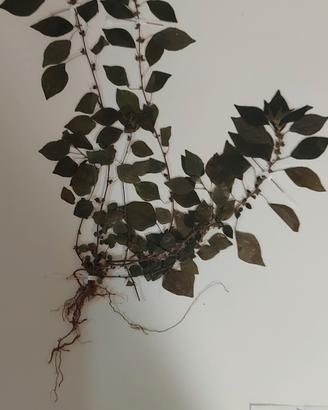 Erbario Botanica, Fitopatologia, Forestale