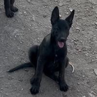 Pastore belga malinois