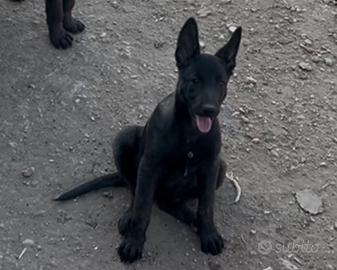 Pastore belga malinois