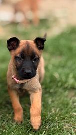 Pastore belga malinois