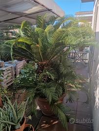 cicas