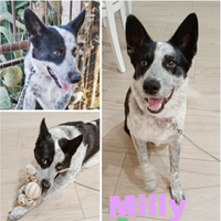 Cagnolina brava ed equilibrata in adozione