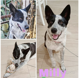 Cagnolina brava ed equilibrata in adozione