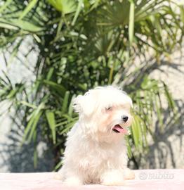 Maltese maschio e femmina