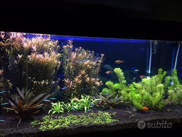 Acquario
