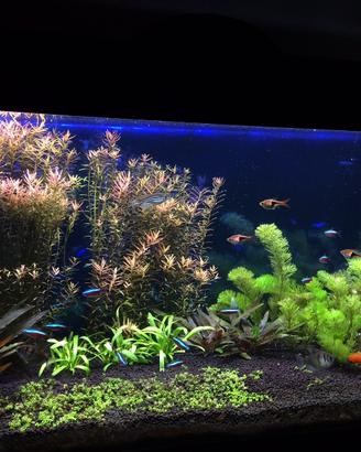Acquario