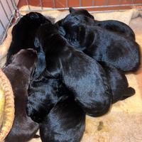 Labrador retriever