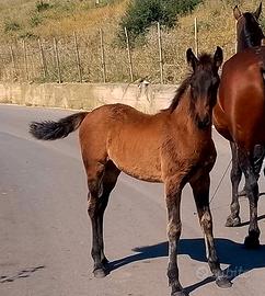 Cavallo