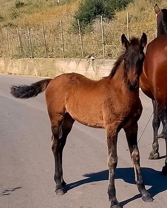Cavallo