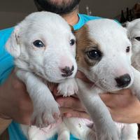 Cuccioli di jack russell