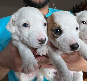 Cuccioli di jack russell