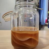 Kombucha scoby