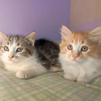 Gattini incrocio NORVEGESE DELLE FORESTE - EUROPEO