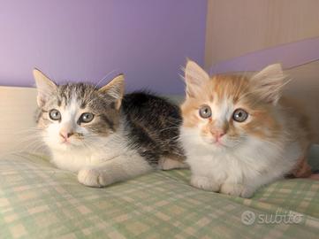 Gattini incrocio NORVEGESE DELLE FORESTE - EUROPEO